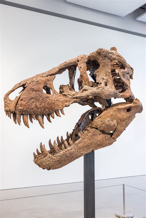 t rex skull for sale real